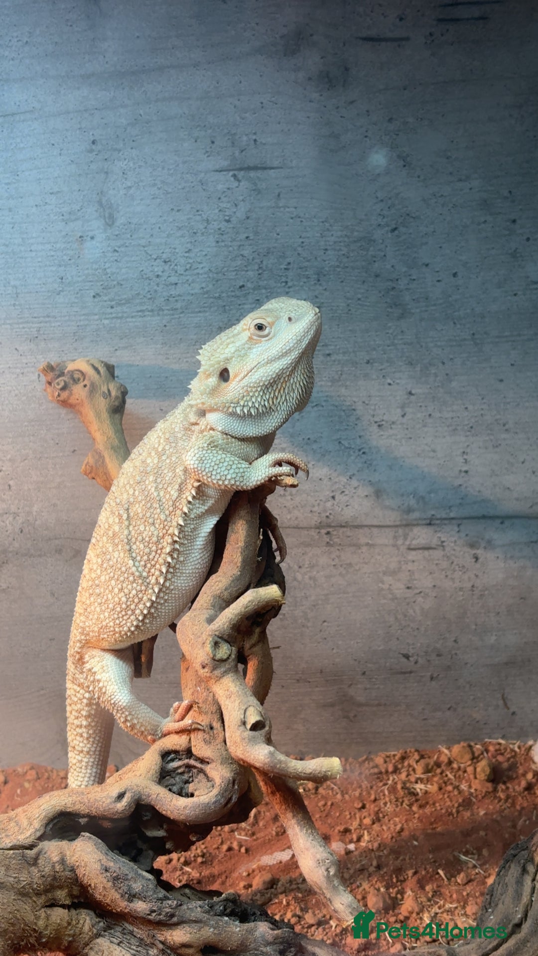 Bearded Dragon reptiles for sale: Breaded dragon - Image 9