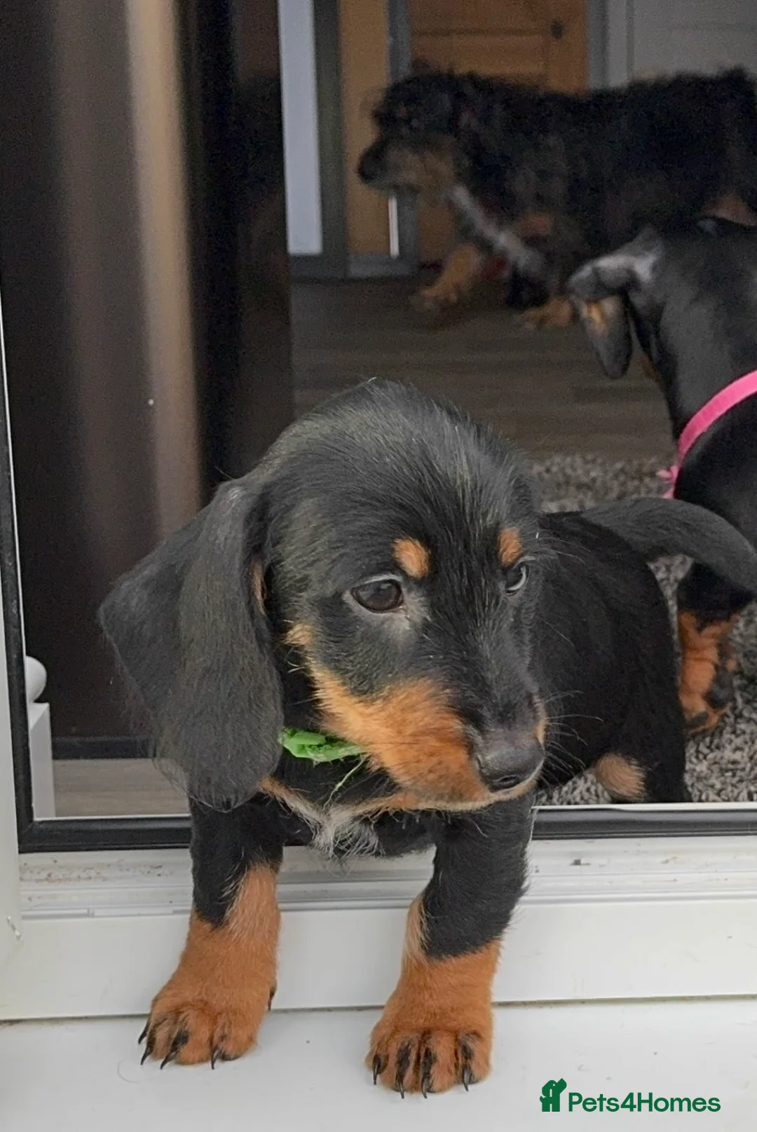 Dachshund dogs for sale: Dachshund puppies standard, wired-haired & smooth - Advert 40