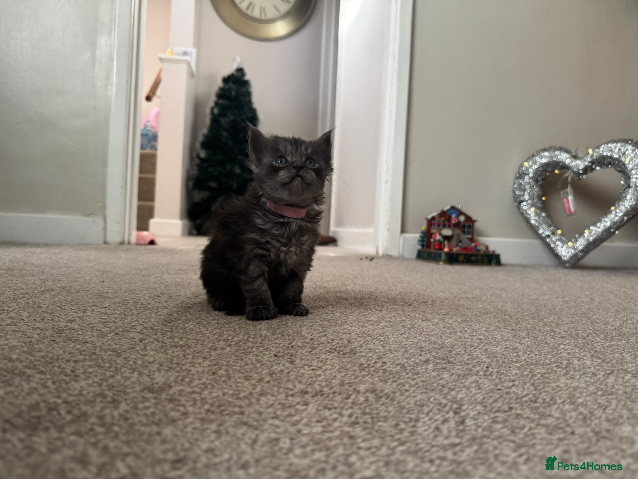 Ragcoon cats 1 x female Ragcoon - Advert 2