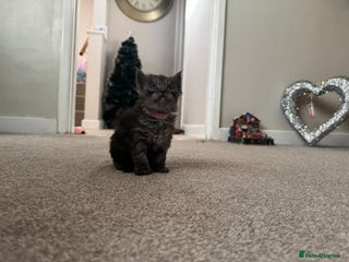 Ragcoon cats 1 x female Ragcoon - Advert 4