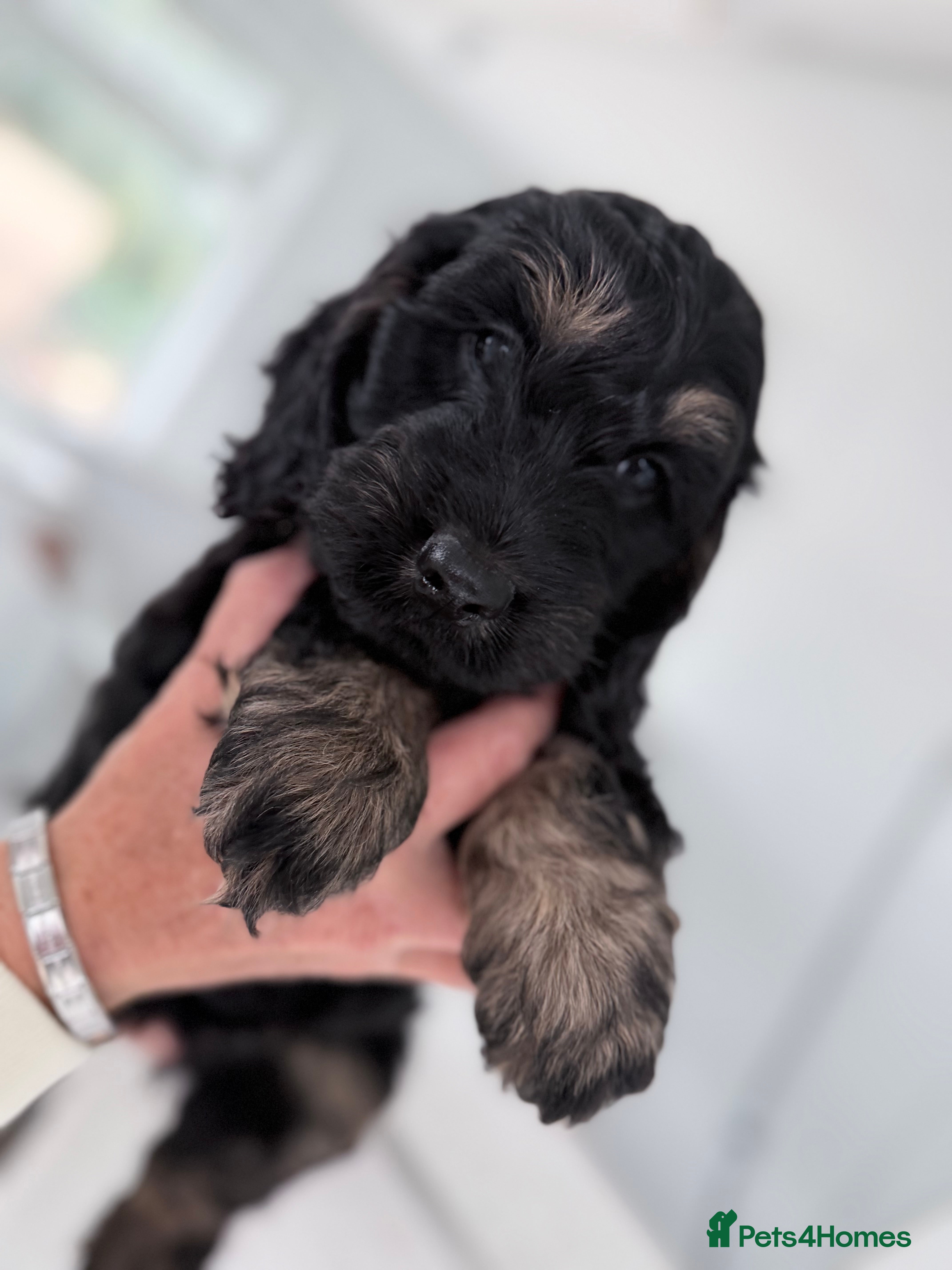 Cockapoo dogs F1 cockapoo puppies  - Advert 2