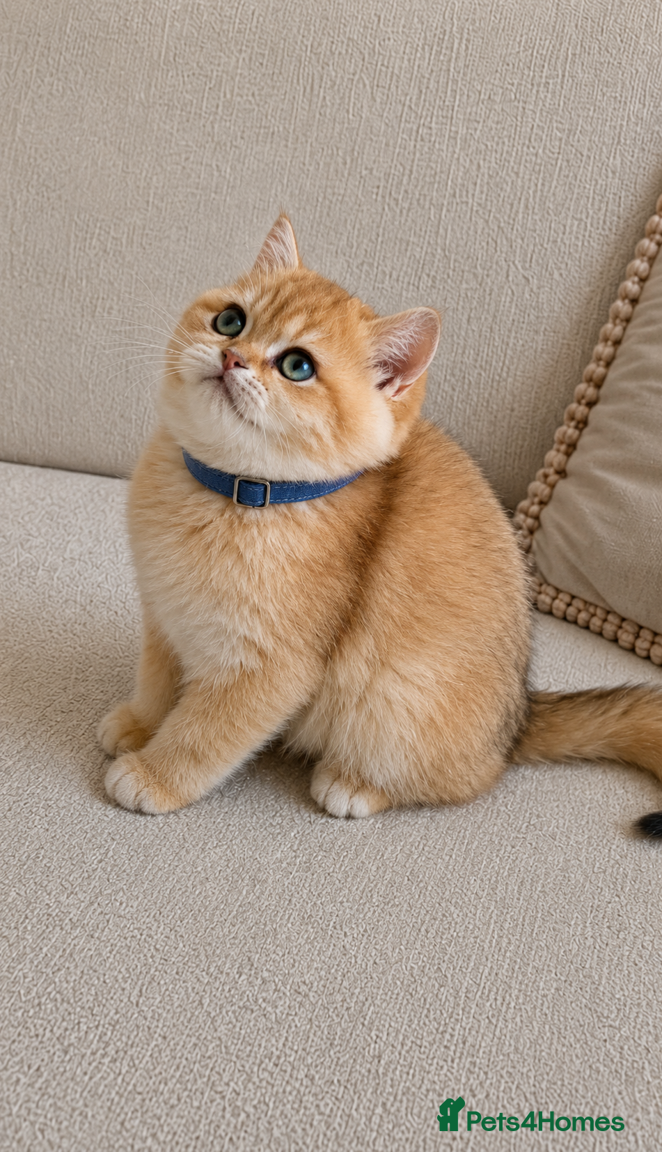 British Shorthair cats 🏆 Amazing ny12 British Shorthair Boys🏆 - Advert 5