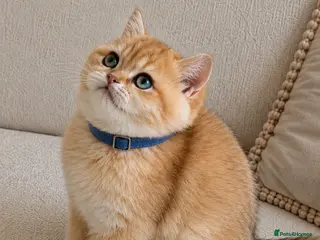 British Shorthair cats 🏆 Amazing ny12 British Shorthair Boys🏆 - Advert 5