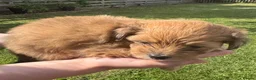 Mixed Breed dogs for sale: Maltipoo x Porkie puppies in Berwick-upon-Tweed - Advert 11