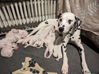 Dalmatian dogs - Advert 2