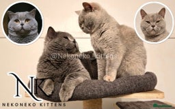 British Shorthair cats for sale: GORGEOUS GCCF REG TEDDYS 🐻🧸 READY TO LEAVE ❗️❗️ - Image 40