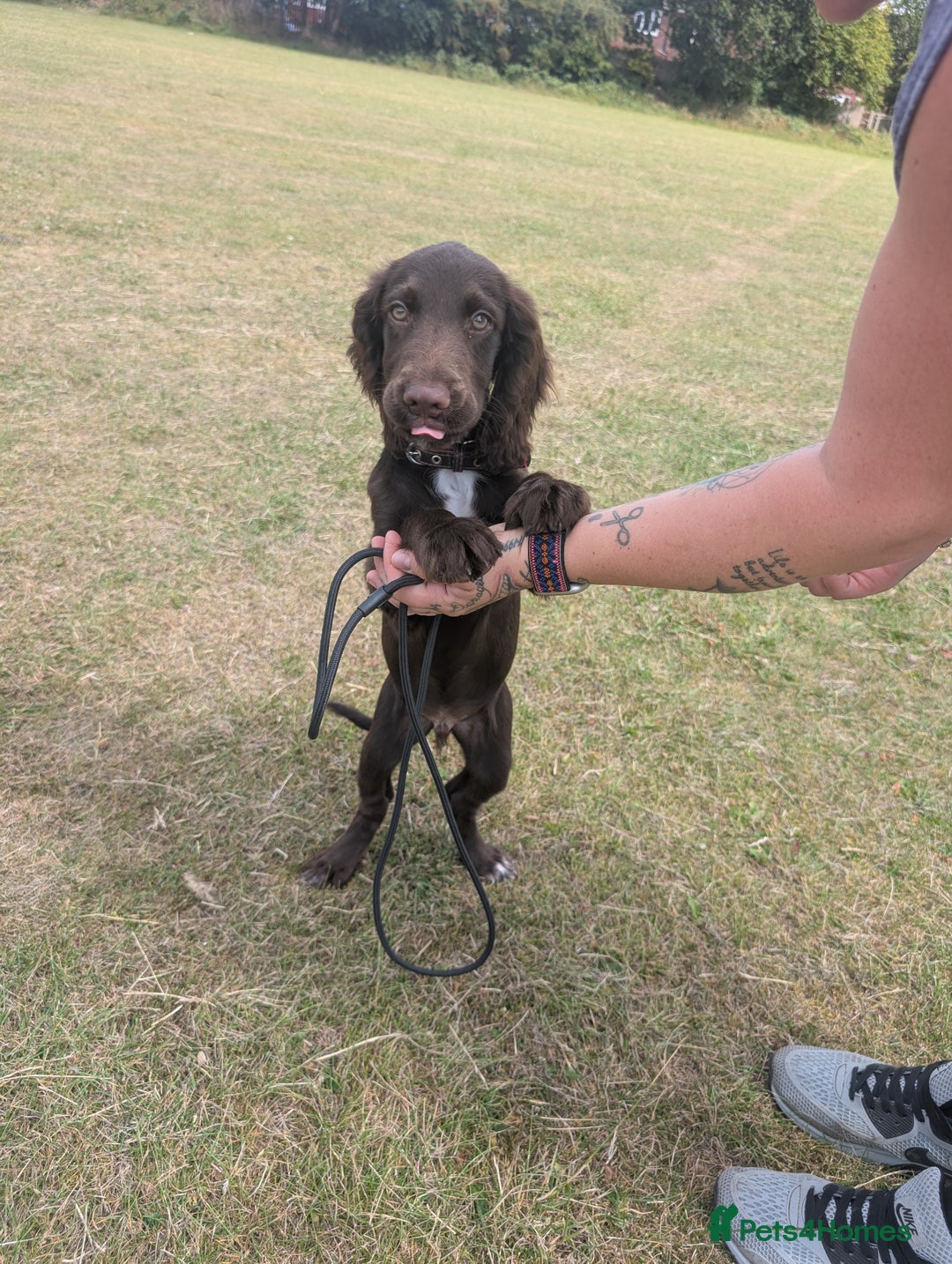 Sprocker dogs for sale: Male sprocker for sale £400 - Advert 9