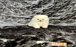 Pomeranian dogs for sale: Top Quality 🐼 Championship Lines - Image 11