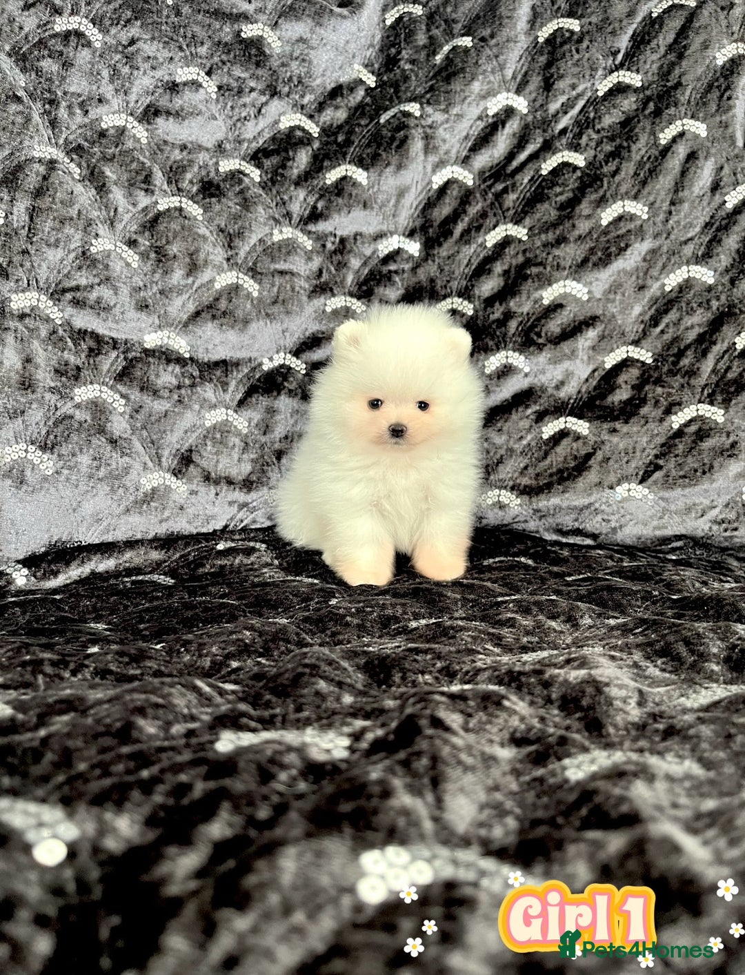 Pomeranian dogs for sale: Top Quality 🐼 Championship Lines - Image 11