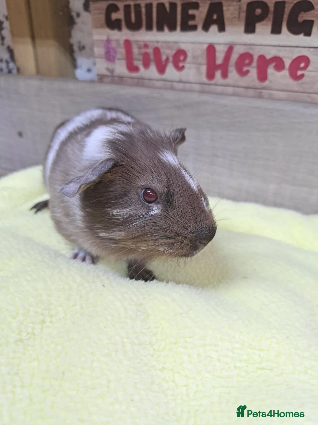 Guinea Pig rodents for sale: Male Baby Guinea Pig - Leeds Area - Advert 5