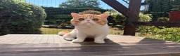 Exotic cats for sale: Gorgeous Red Tabby/White Exotic Boy - Advert 8