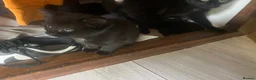 Domestic Shorthair cats for sale: Two beautiful black boy kittens - Advert 4