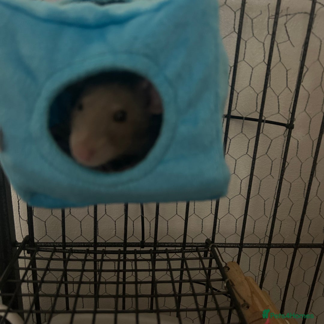 Rat rodents for sale: two friendly girls for sale 🩷 - Advert 8