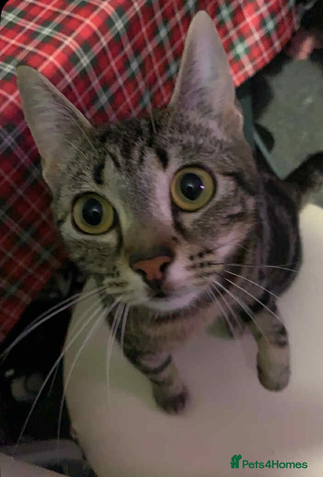 Domestic Shorthair cats for sale: Kitkat  - Image 3