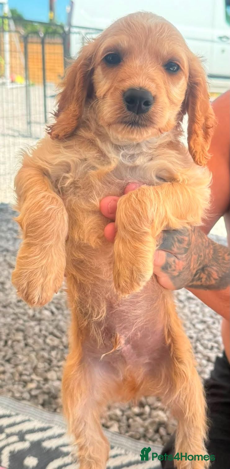 Cockapoo dogs READY NOW - F1B Cockapoo Puppies - 4 Boys - Advert 1