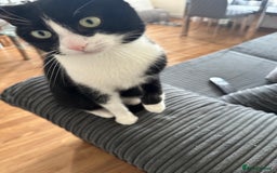 Domestic Shorthair cats for sale: Lovely cat-Tuxedo black and white breed  - Image 4