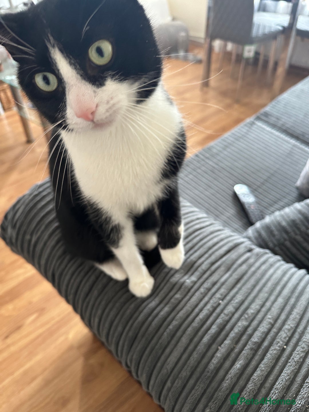Domestic Shorthair cats for sale: Lovely cat-Tuxedo black and white breed  - Image 4