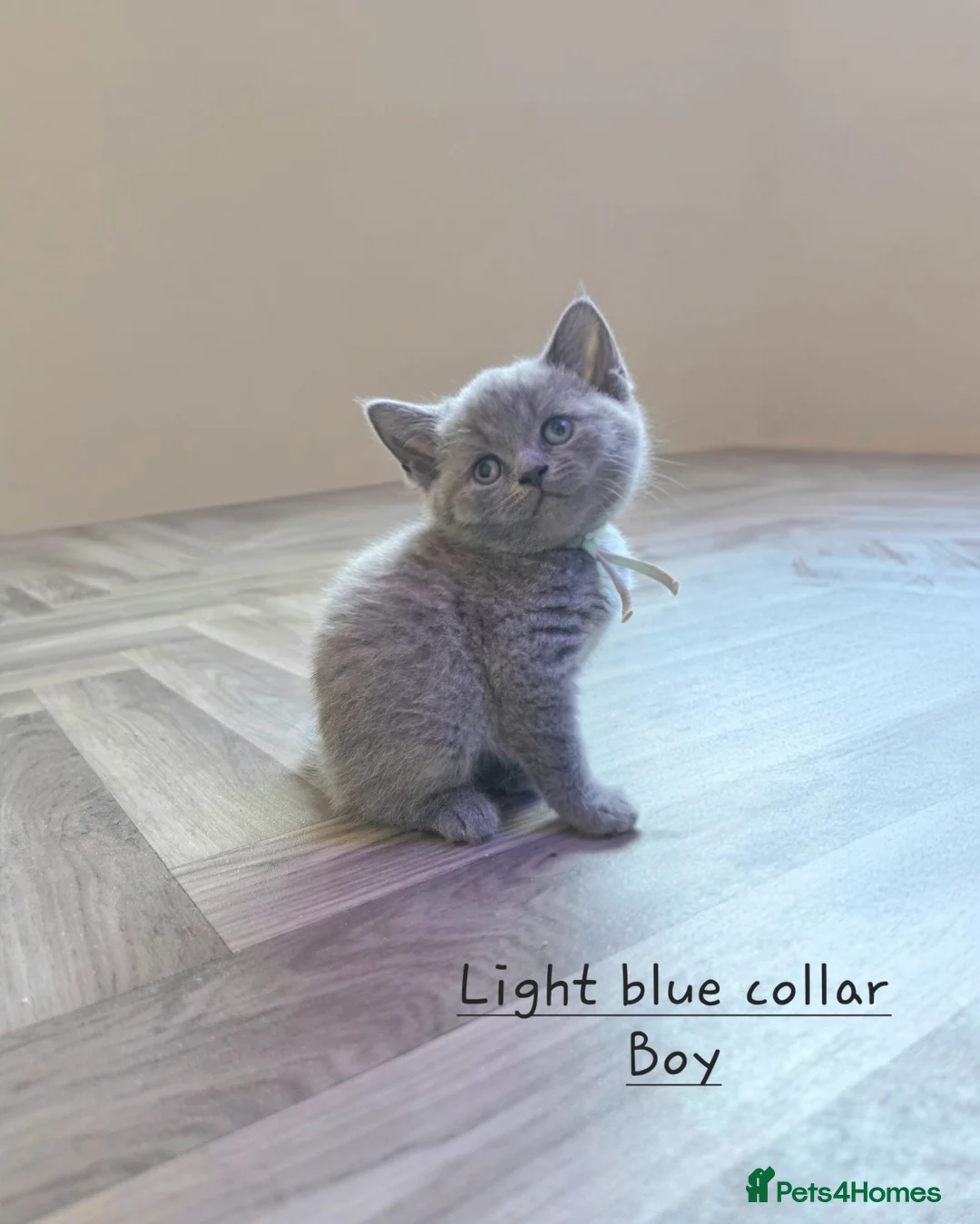 British Shorthair cats for sale: Adorable Pure British Short Hair Kittens - Advert 17