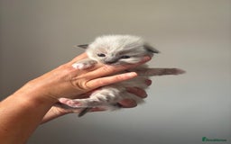 Ragdoll cats for sale: Ragdoll kittens  - Image 2