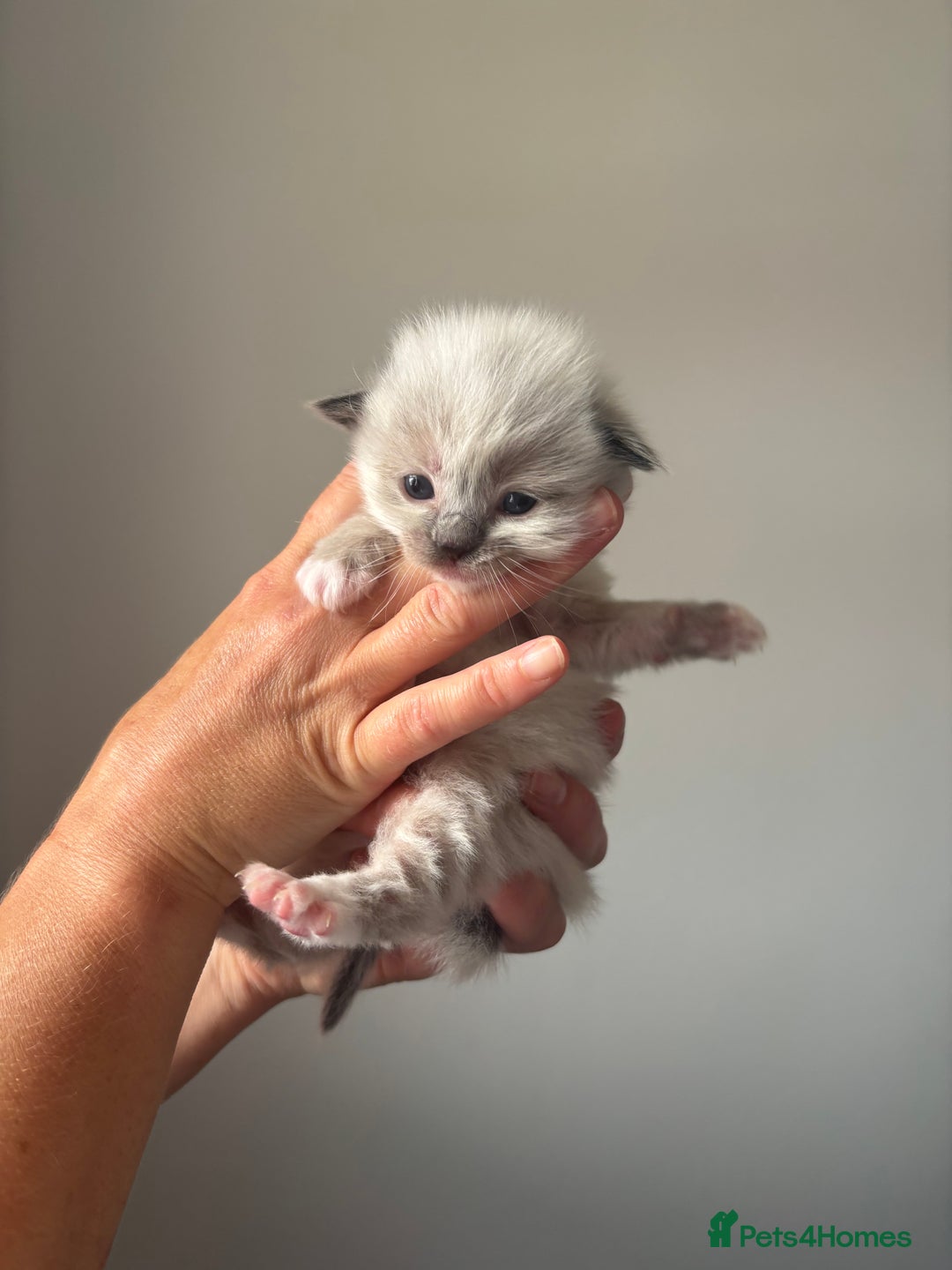 Ragdoll cats for sale: Ragdoll kittens  - Image 2