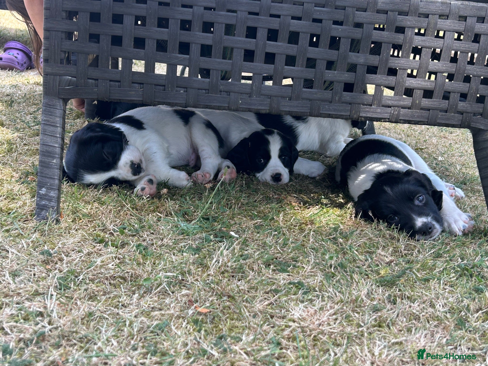 English Springer Spaniel dogs Working springer spaniel puppies  - Advert 1
