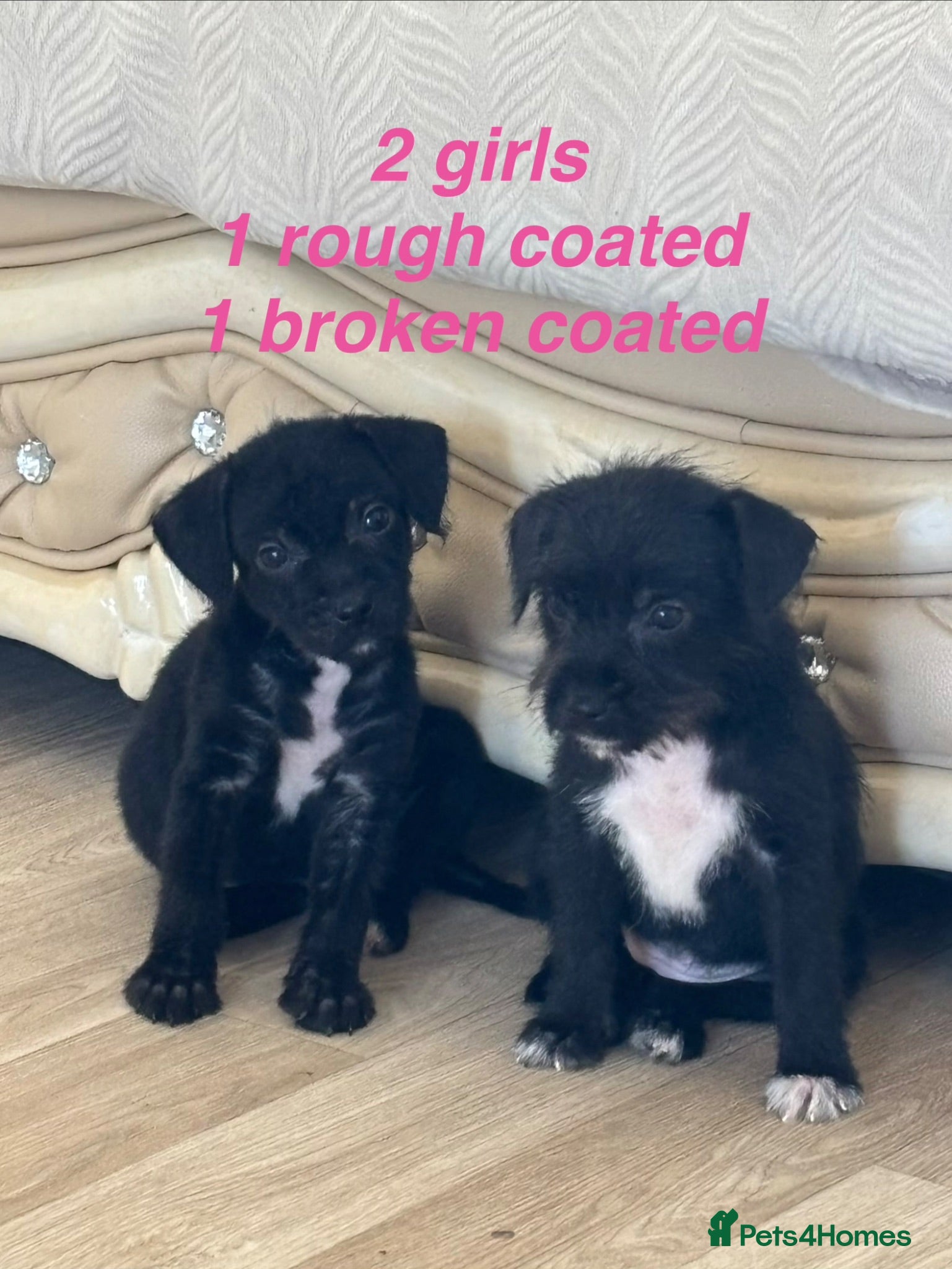 Patterdale Terrier dogs Patterdale terriers  - Advert 1