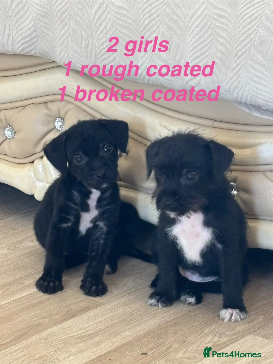 Patterdale Terrier dogs for sale: Patterdale terriers  - Advert 1