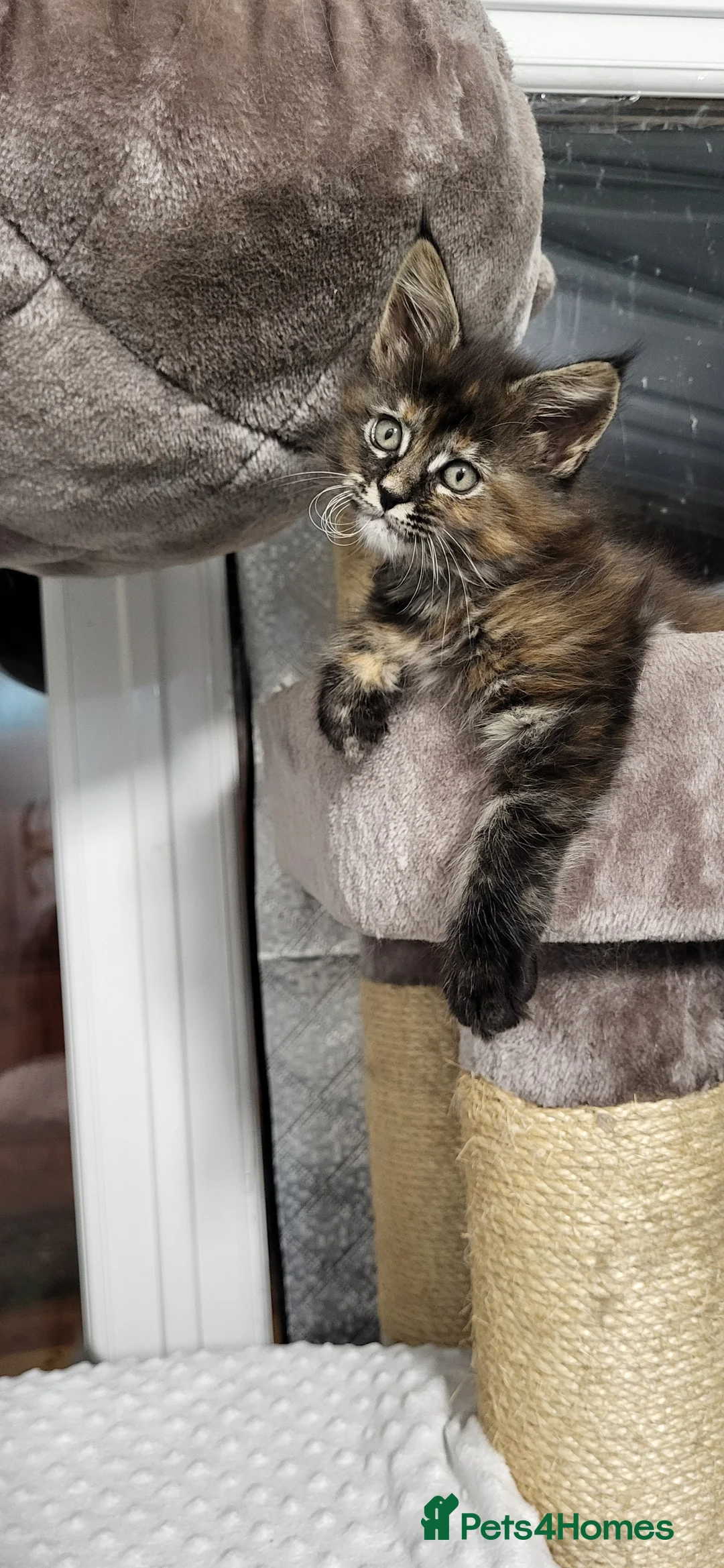 Maine Coon cats for sale: GCCF - Maine Coon Kittens - Advert 15