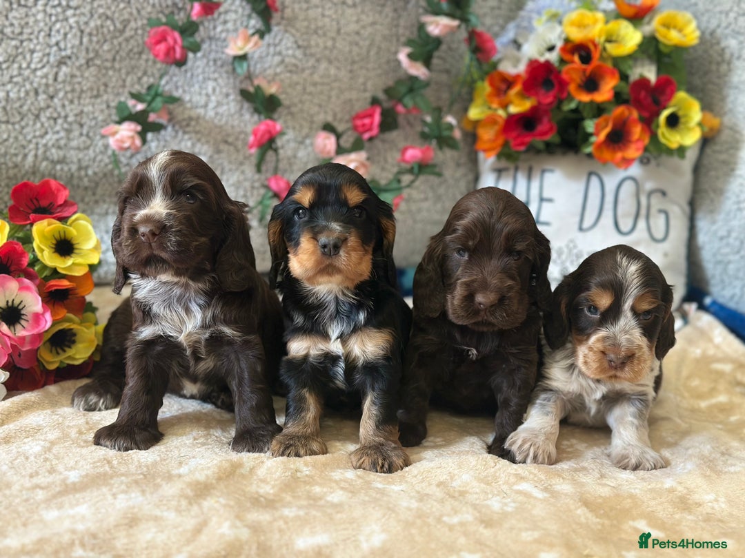 Cocker Spaniel dogs for sale: Fully Health tested show line cocker puppies  - Image 12