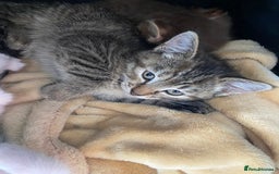 Mixed Breed cats for sale: READY TO GO tabby male female kittens brown  in Ware - Image 1