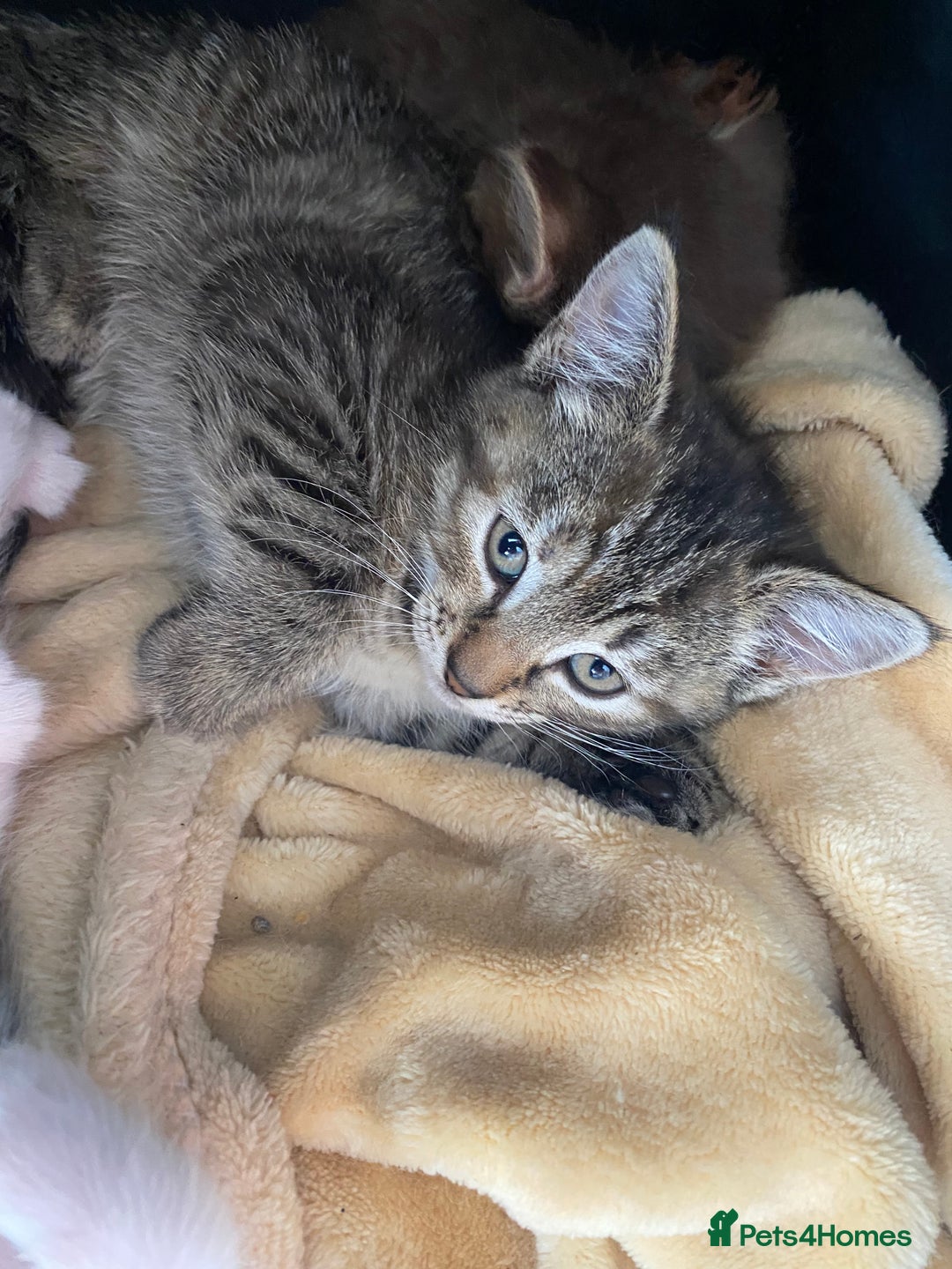 Mixed Breed cats for sale: READY TO GO tabby male female kittens brown  in Ware - Image 1