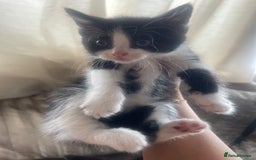 Ragdoll cats for sale: Beautiful fluffy kittens  - Image 2