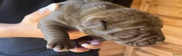 Bandog dogs for sale: Bandogge pups  - Advert 31