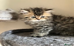 British Longhair cats for sale: British long hair kittens for sale  - Image 13