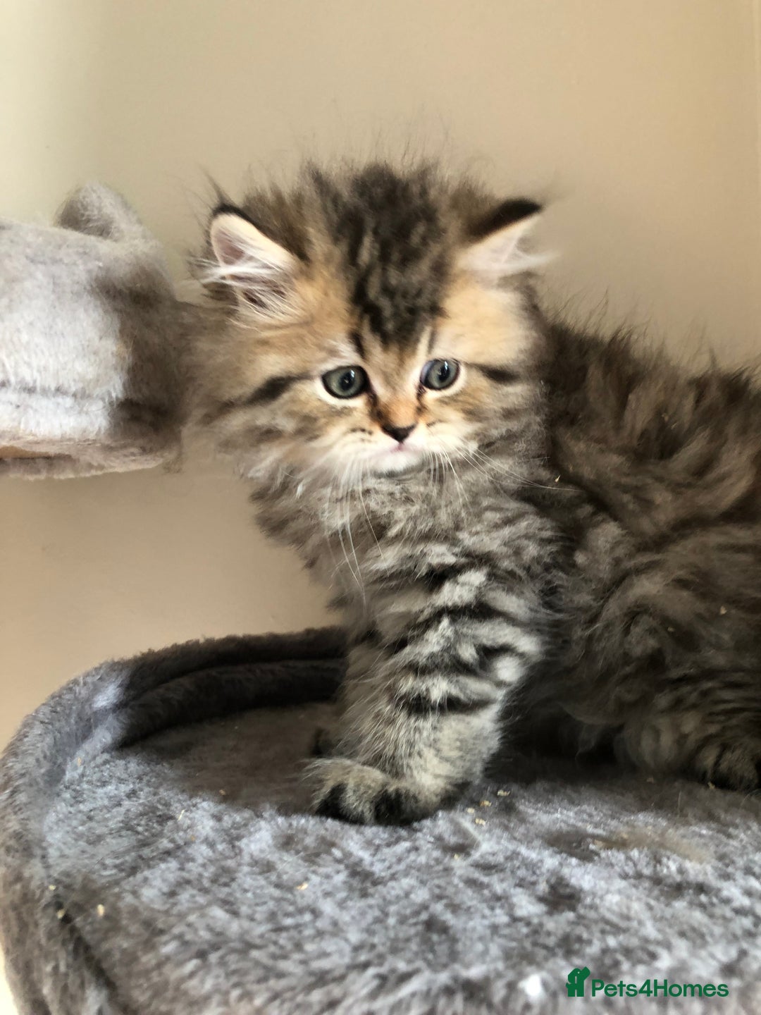 British Longhair cats for sale: British long hair kittens for sale  - Image 13