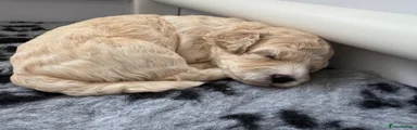 Cavapoochon 3