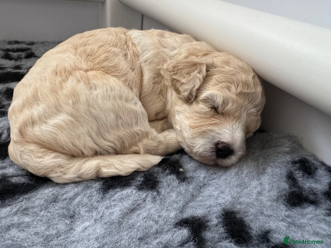 Cavapoochon dogs for sale: Cavapoochon puppies - beautiful colours - Advert 2