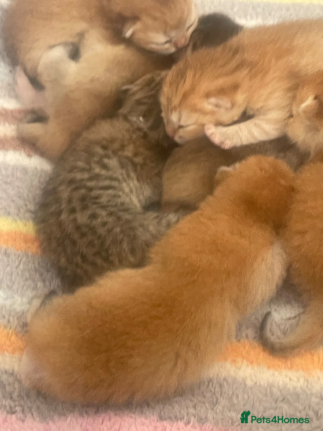 British Shorthair cats for sale: British Shorthairs  - Advert 1