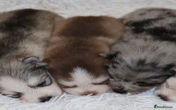Pomsky dogs for sale: *WAITLIST OPEN* Pomsky puppy *FOUND HOMES* - Image 12
