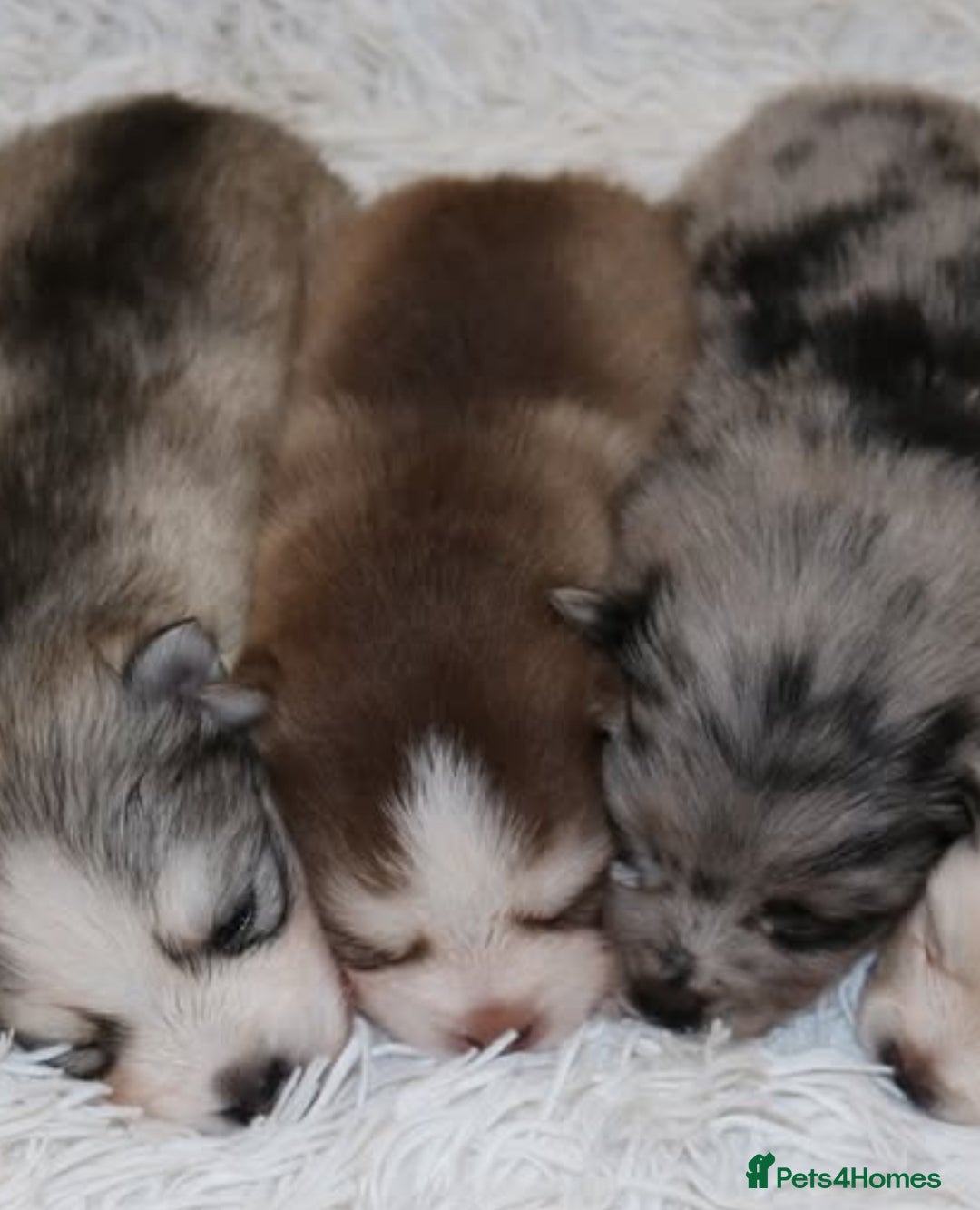 Pomsky dogs for sale: *WAITLIST OPEN* Pomsky puppy *FOUND HOMES* - Image 12