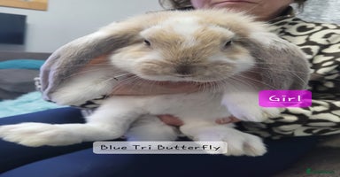 French Lop rabbits - Advert 9