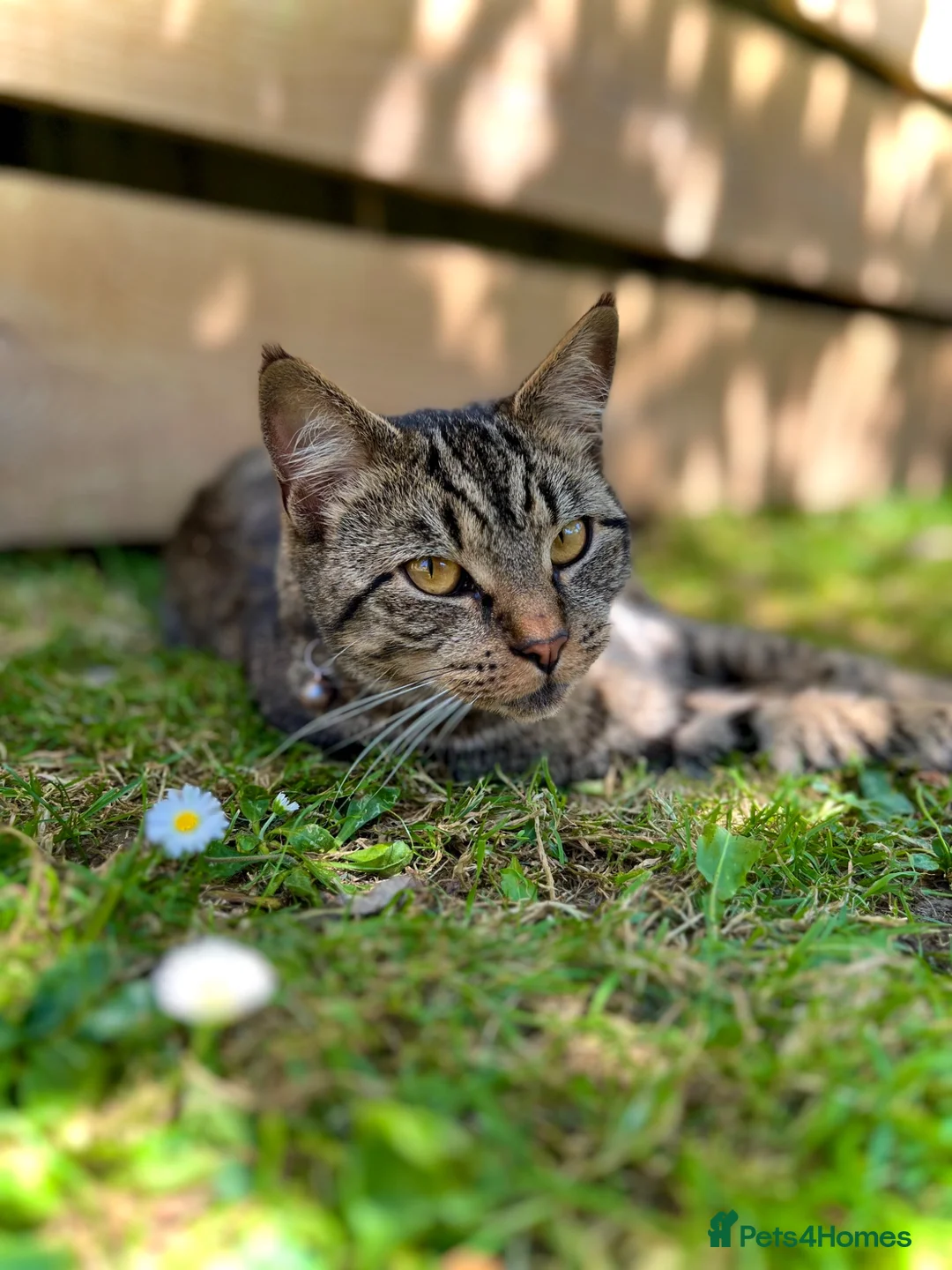 Mixed Breed cats for sale: 4 beautiful mixed breed kittens in Newton Abbot - Advert 9