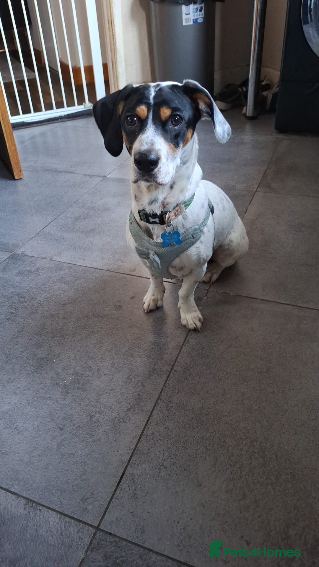 Mixed Breed dogs for adoption: 💙Max-10-month-old Jack Russell cross💙 - Advert 2
