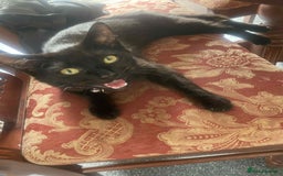 British Longhair cats for sale: 2 Gorgeous Female Kittens For Sale - Image 5