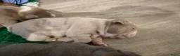 English Bulldog dogs for sale: Kc reg Incredible litter health tested Parents  - Advert 4