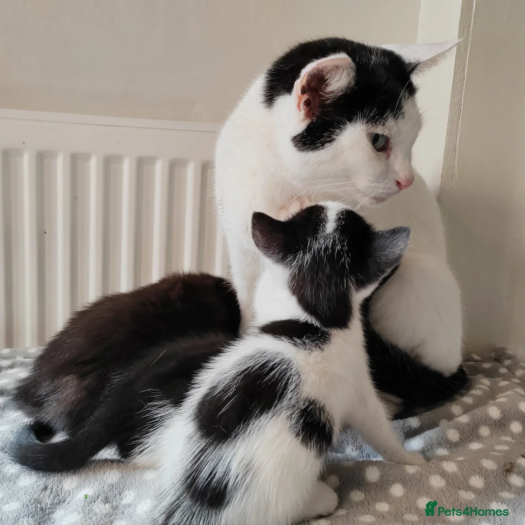 Mixed Breed cats for sale: Gorgeous kittens, all are reserved now  - Advert 2