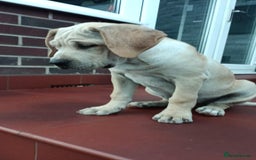 Mixed Breed dogs for sale: THE LAST BEAUTIFUL BOY–CaneCorso x Staffy puppies  - Image 3