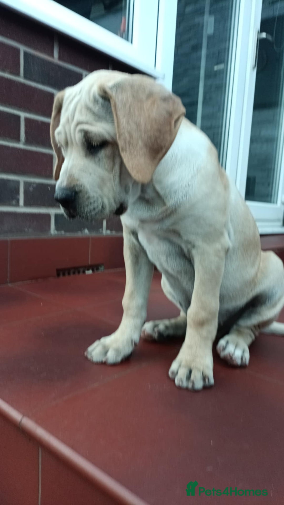 Mixed Breed dogs for sale: THE LAST BEAUTIFUL BOY–CaneCorso x Staffy puppies  - Image 3