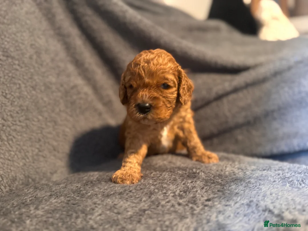 Cavapoo dogs for sale: Cavapoo puppies  - Advert 2