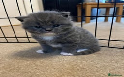 British Shorthair cats for sale: beautiful and cute kitten for sale  - Image 8